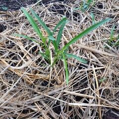 Morning glory plant..Morning Glory vegetable for eating in Asian