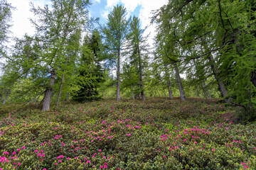 Rhododendron flowering in a larch forest  in Ligurian Alps, Province of Imperia, Northwestern Italy