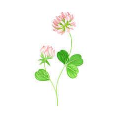 Clover or Trefoil with Dense Spike of Purple Flower and Trifoliate Leaves Vector Illustration