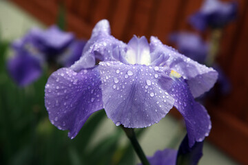 Beautiful purple iris flowers in field in summer in United Kingdom