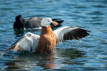 A colourful duck splashing on water with wings open