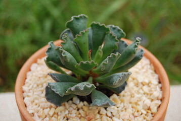 Adromischus Cristatus, Crinkle Leaf Succulent Plant
