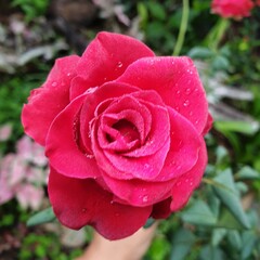 red rose with water drops