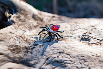 An extravagant women's brooch in the form of a black spider with rhinestones and a red stone,...