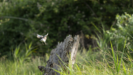 Ghiandaia in volo