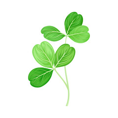 Green Trifoliate Clover Leaf on Stem Vector Illustration