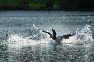 Fototapeta premium A black swan splashing on water with wings outstretched