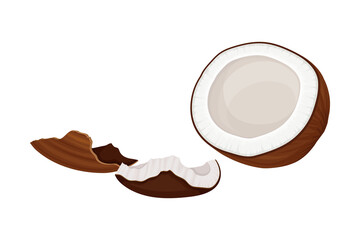 Cracked Coconut with Hard Shell and Fibrous Husk Showing White Inner Flesh Vector Illustration