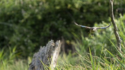 Ghiandaia in volo