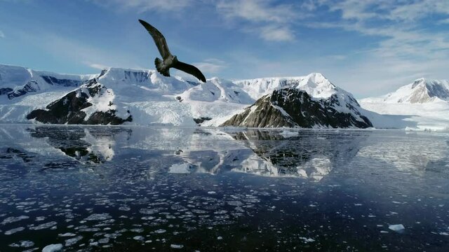 WS Brown skuas (Stercorarius antarcticus) flying over Neko Harbor / Antarctic Peninsula, Antarctica
