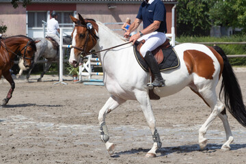 Man riding a pinto horse at trot