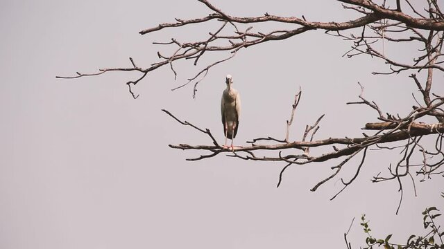 Asian openbill stork (Anastomus oscitans) rests on a dry tree. Thailand
