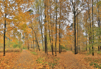 dark yellow maple autumn forest