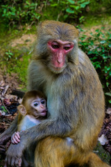 A mother and a child macaque