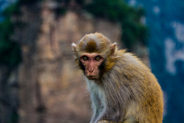 A young male macaque