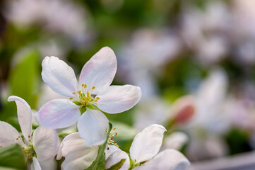Pink and white apple flowers in sunlight outdoor. Apple tree.