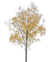 dark gold autumn birch tree isoalted on white