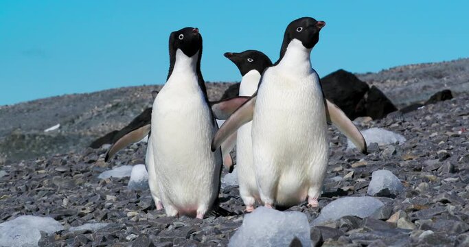 MS Aedile penguins (Pygoscelis adeliae) on rocks at Hope Bay / Antarctica