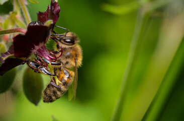 insecta, blume, natur, makro, honig, blütenstaub, fliege, sommer, tier,
