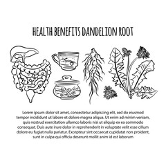 DANDELION HEALTH BENEFITS Plant Medical Botanic Nature Flower Vector Illustration Scheme For Print Education and Decoration