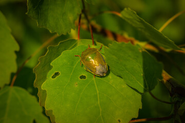 a small green bug hiding on a leaf of linden