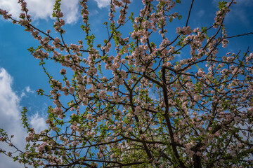 apple tree flowers against blue sky