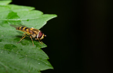 insecta, fliege, makro, natur, blatt, green, badgered, tier, close up, close up, insecta,
