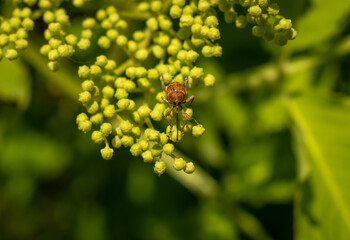 cute little weevil beetle on a wildflower