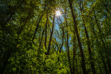 Fototapeta na wymiar morning sun over summer forest