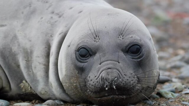 CU Young southern elephant seal (Mirounga leonina) lying at Yankee Harbor / South Shetland Islands, Antarctic Peninsula, Antarctica