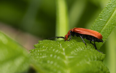 insecta, käfer, badgered, natur, blatt, makro, green, rot, tier, pests, herrgottskäfer, 