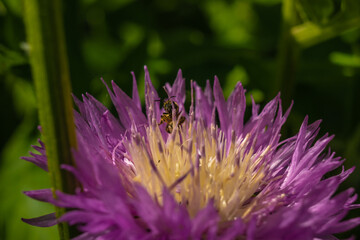 little bee perched on a purple flower