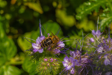 a bee pollinates wildflowers on a sunny day