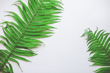 Green leaf on white background