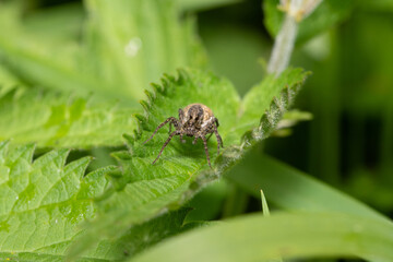 insecta, natur, makro, blatt, green, fliege, spinne, badgered, tier, pflanze, wild lebende