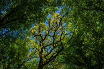 summer forest under a blue sky