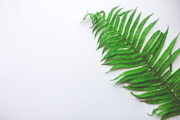 Green plant leaf on white background