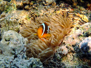 Fototapeta na wymiar Nemo. Clown fish, amphiprion (Amphiprioninae). Red sea clown fish.