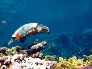 Sea turtles, Great Reef Turtle Bissa.

