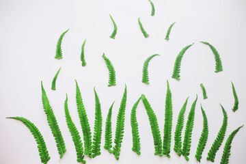 Green cannabis leaf on white background, floral nature plant