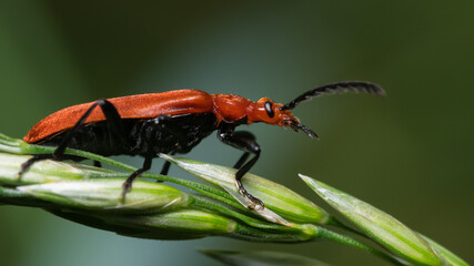 insecta, käfer, badgered, natur, makro, rot, green, blatt, tier, close up, wild lebende