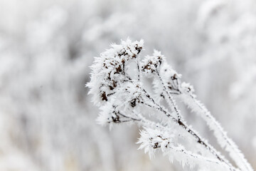 Rime on the grass. Frozen grass with a large plan with milling.