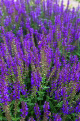 A field of violet lupine flowers and a bee