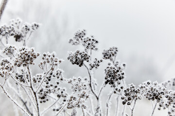 Rime on the grass. Frozen grass with a large plan with milling.