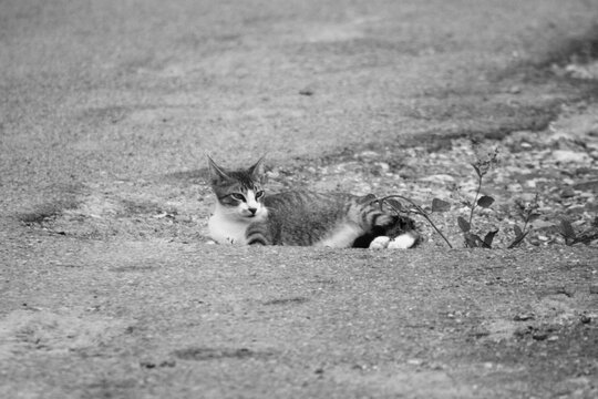 gato en medio de la calle descansando 