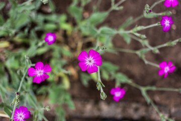 Small purple flowers in the garden, top view close-up