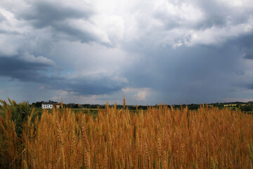 Obraz premium Campo di grano dorato sotto un cielo nuvoloso e temporalesco, in una calda giornata di inizio estate in pianura padana
