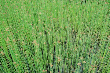 호수가의 아름다운 풍경