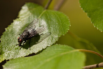 Mucha na liściu brzozy spijającą krople wody.
