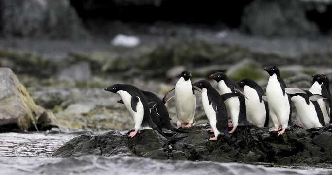 MS Aedile penguins (Pygoscelis adeliae) on rocky coast at Hope Bay / Antarctica